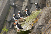 BRD 04 SK0003 01
Flock Of Atlantic Puffins Standing On Rocks Covered With Lichen