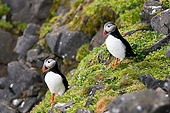 BRD 04 SK0004 01
Two Atlantic Puffins Standing On Rocks Covered With Lichen
