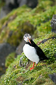 BRD 04 SK0005 01
Atlantic Puffin Standing On Rock Covered With Lichen