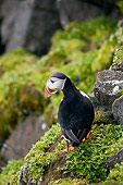 BRD 04 SK0006 01
Atlantic Puffin Standing On Rock Covered With Lichen