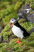 BRD 04 SK0007 01
Atlantic Puffin Standing On Rock Covered With Lichen
