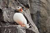 BRD 04 SK0008 01
Atlantic Puffin Standing On Rock