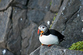 BRD 04 SK0009 01
Atlantic Puffin Sitting On Rock
