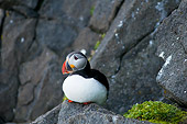 BRD 04 SK0010 01
Atlantic Puffin Sitting On Rock