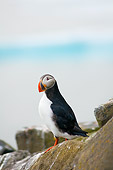 BRD 04 SK0011 01
Atlantic Puffin Standing On Rock