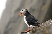 BRD 04 SK0012 01
Close-Up Of Atlantic Puffin Standing On Rock