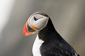 BRD 04 SK0013 01
Close-Up Of Atlantic Puffin Standing On Rock