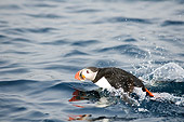 BRD 04 SK0014 01
Atlantic Puffin Swimming In Ocean
