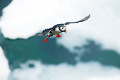 BRD 04 SK0015 01
Atlantic Puffin Flying In Sky