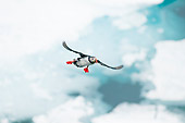 BRD 04 SK0016 01
Atlantic Puffin Flying In Sky