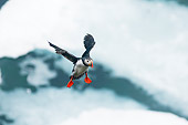 BRD 04 SK0017 01
Atlantic Puffin Flying In Sky