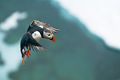 BRD 04 SK0018 01
Atlantic Puffin Flying In Sky