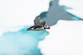 BRD 04 SK0019 01
Profile Of Atlantic Puffin Flying In Sky