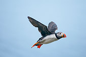 BRD 04 SK0020 01
Atlantic Puffin Flying In Sky