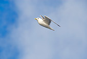 BRD 04 SK0021 01
Seagull In Flight
