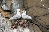 BRD 04 SK0022 01
Two Seagulls Standing On Nest On Rocky Cliff