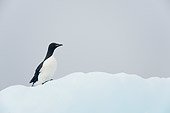 BRD 04 SK0023 01
Thick-billed Murre (aka Brunnich's Guillemot) Standing On Sea Ice