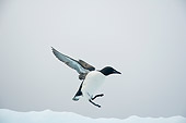 BRD 04 SK0024 01
Thick-billed Murre (aka Brunnich's Guillemot) Landing On Sea Ice