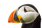 BRD 04 TK0001 01
Head Shot Of Atlantic Puffin