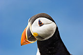 BRD 04 TK0002 01
Head Shot Of Atlantic Puffin