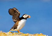 BRD 04 TK0003 01
Atlantic Puffin Standing On Rock Flapping Wings