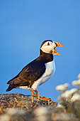 BRD 04 TK0004 01
Atlantic Puffin Standing On Rock Vocalizing
