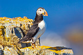 BRD 04 TK0005 01
Atlantic Puffin Standing On Rock