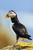 BRD 04 TK0006 01
Atlantic Puffin Standing On Rock