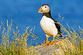 BRD 04 TK0008 01
Atlantic Puffin Standing On Rock In Grass By Ocean