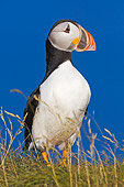BRD 04 TK0009 01
Atlantic Puffin Standing In Grass