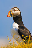 BRD 04 TK0010 01
Atlantic Puffin Standing In Grass