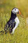 BRD 04 TK0011 01
Atlantic Puffin Standing In Grass