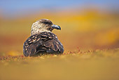 BRD 04 WF0001 01
Brown Skua Female Sitting On Nest