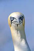 BRD 04 WF0002 01
Head Shot Of Northern Gannet Against Blue Sky