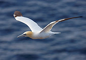 BRD 04 WF0003 01
Northern Gannet In Flight Over Water