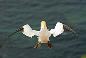 BRD 04 WF0004 01
Northern Gannet In Flight Over Water