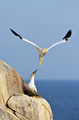 BRD 04 WF0005 01
Northern Gannet Flying Over Bird Nesting On Clifftop