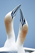 BRD 04 WF0006 01
Head Shot Of Two Northern Gannets Courting