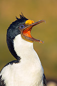 BRD 04 WF0007 01
Portrait Of Imperial Shag With Open Beak