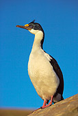 BRD 04 WF0008 01
Portrait Of Imperial Shag Standing On Rock
