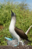 BRD 04 WF0009 01
Portrait Of Blue-Footed Booby Displaying