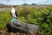 BRD 04 WF0010 01
Blue-Footed Booby Standing On Rock