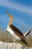 BRD 04 WF0011 01
Blue-Footed Booby Standing On Rock Displaying