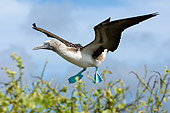 BRD 04 WF0012 01
Blue-Footed Booby In Landing Approach