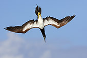 BRD 04 WF0013 01
Brown Booby In Flight Against Blue Sky