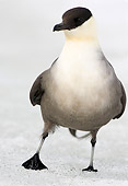 BRD 04 WF0017 01
Long-Tailed Skua Standing On Melting Ice