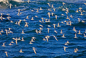 BRD 04 WF0018 01
Flock Of South American Tern Flying Over Sea