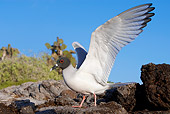 BRD 04 WF0019 01
Swallow-Tailed Gull Standing On Rock With Wings Spread