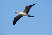BRD 04 WF0020 01
Blue-Footed Booby In Flight