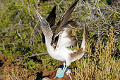 BRD 04 WF0021 01
Blue-Footed Booby Standing On Rock Displaying